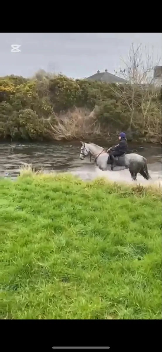 ID mare by Dunsandle Diamond - Image 2