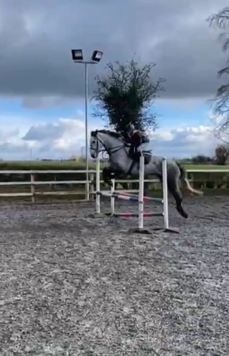 ID mare by Dunsandle Diamond - Image 3