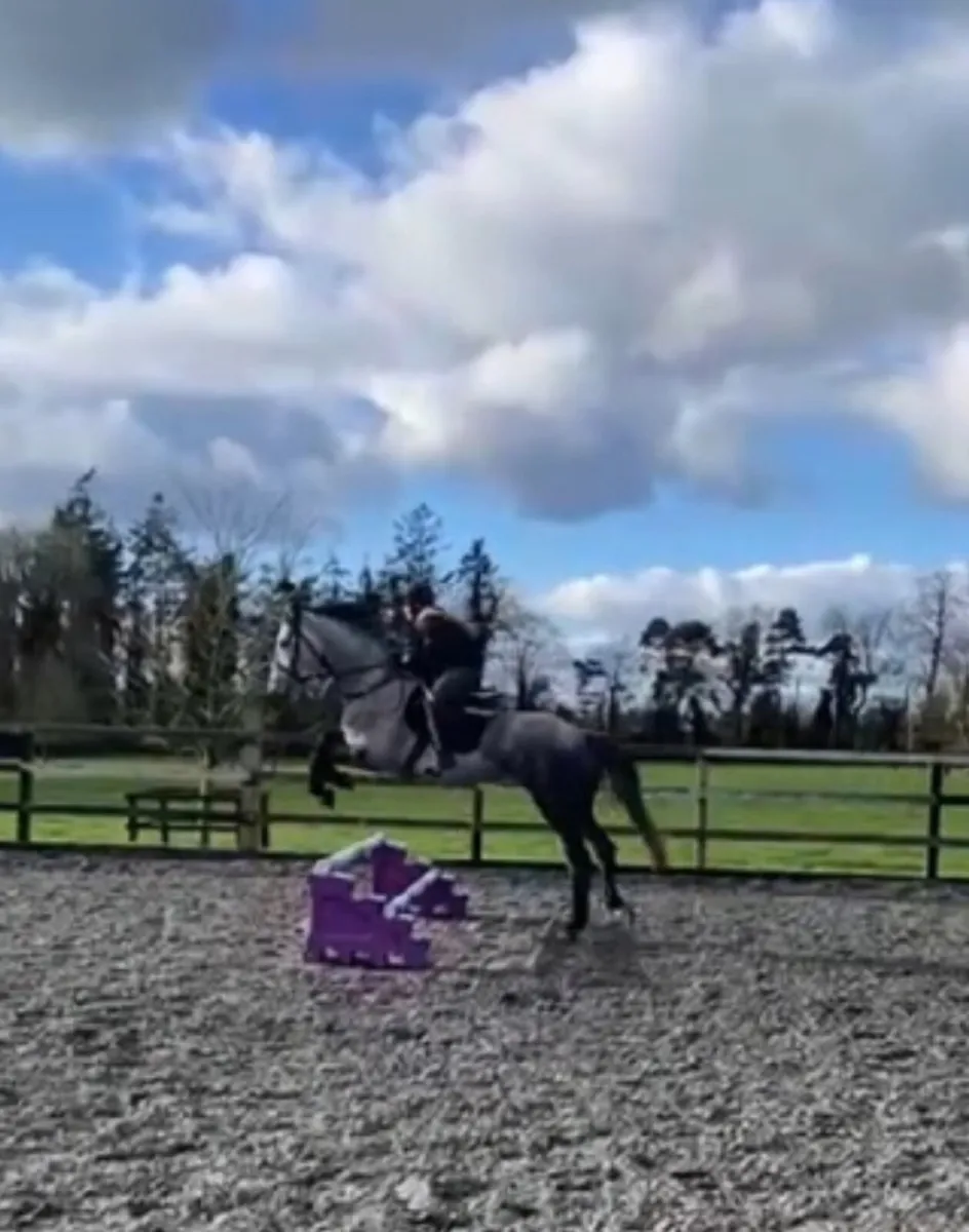 ID mare by Dunsandle Diamond - Image 4