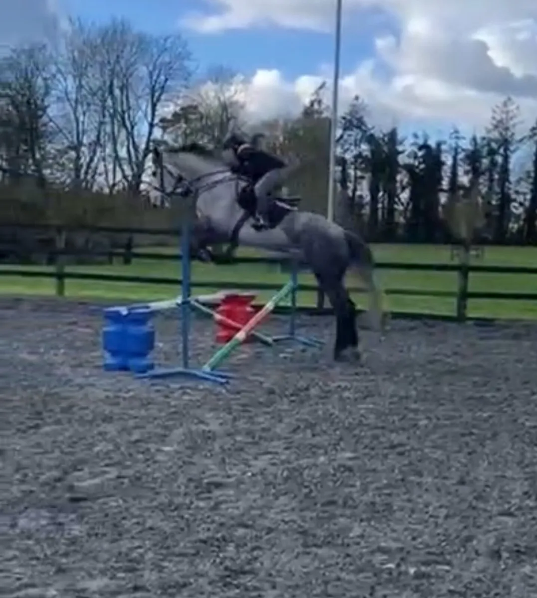 ID mare by Dunsandle Diamond - Image 1