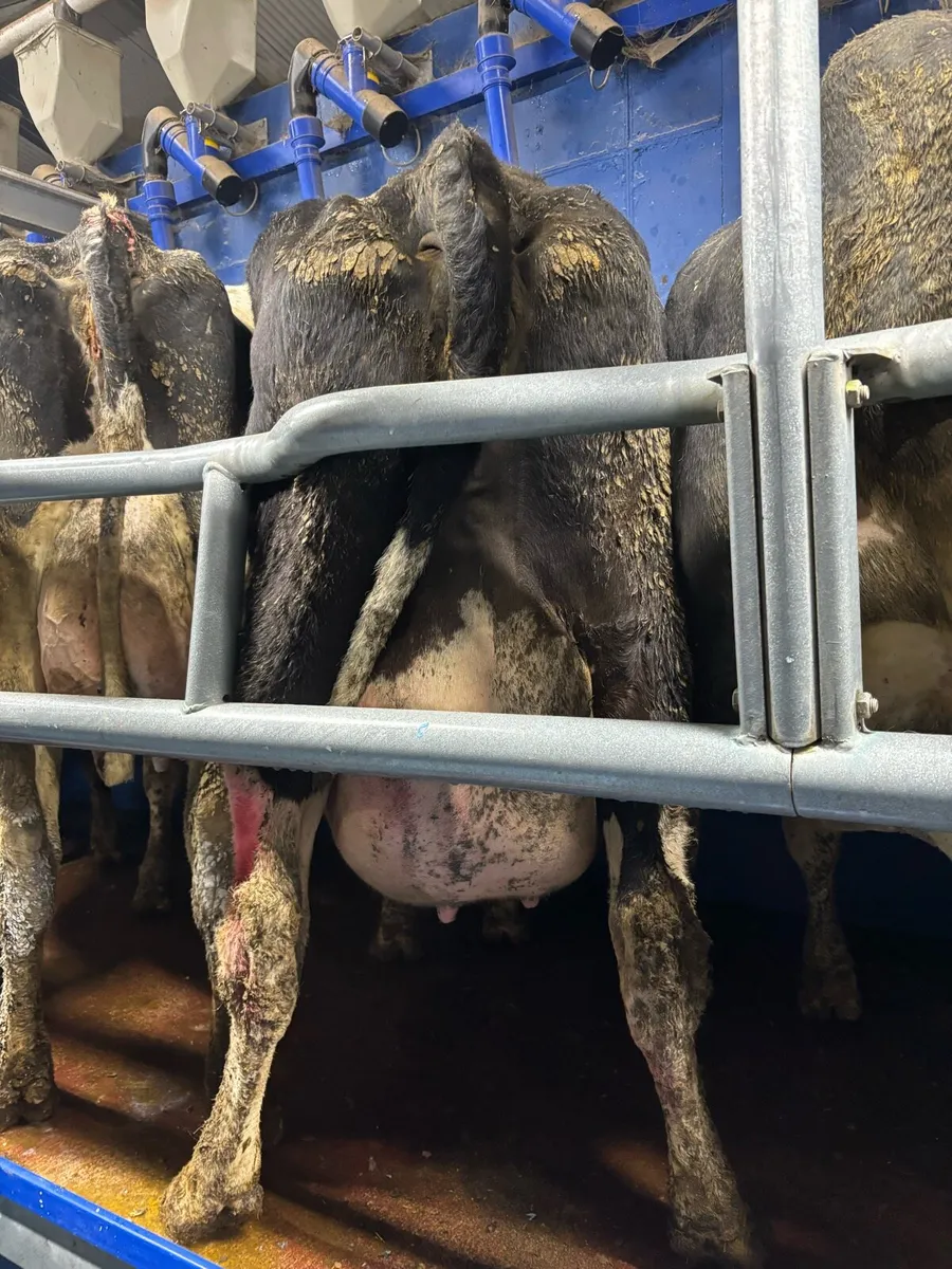 Friesian cow (7year old) - Image 2