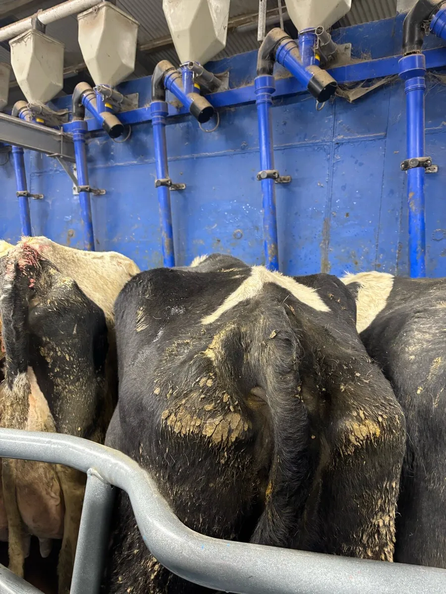 Friesian cow (7year old) - Image 4