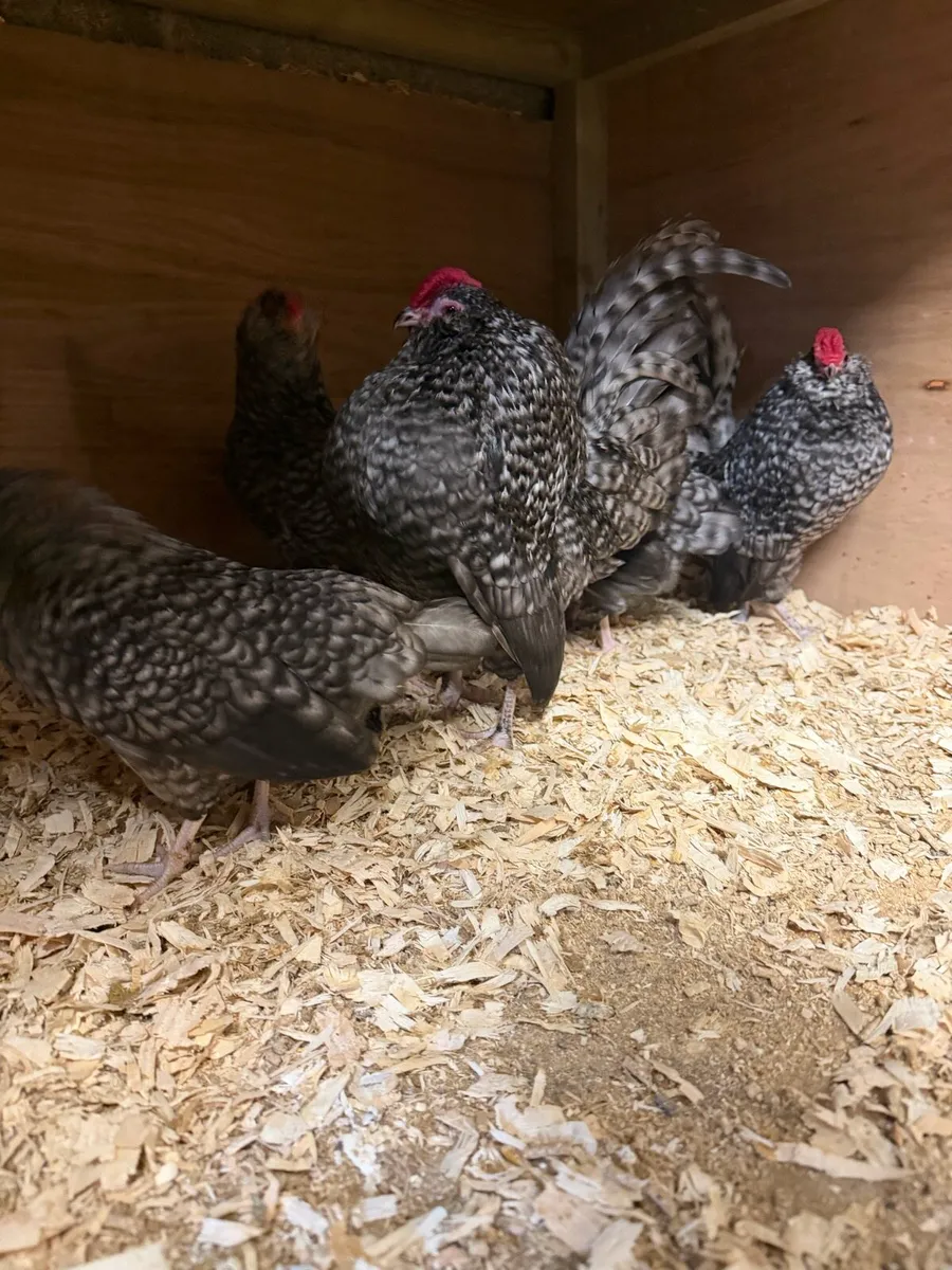 Hatching eggs and Roosters - Image 2