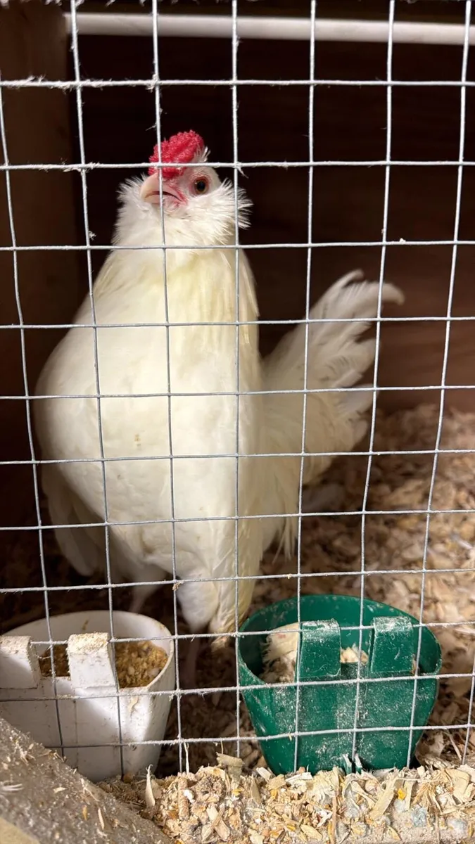 Hatching eggs and Roosters - Image 3