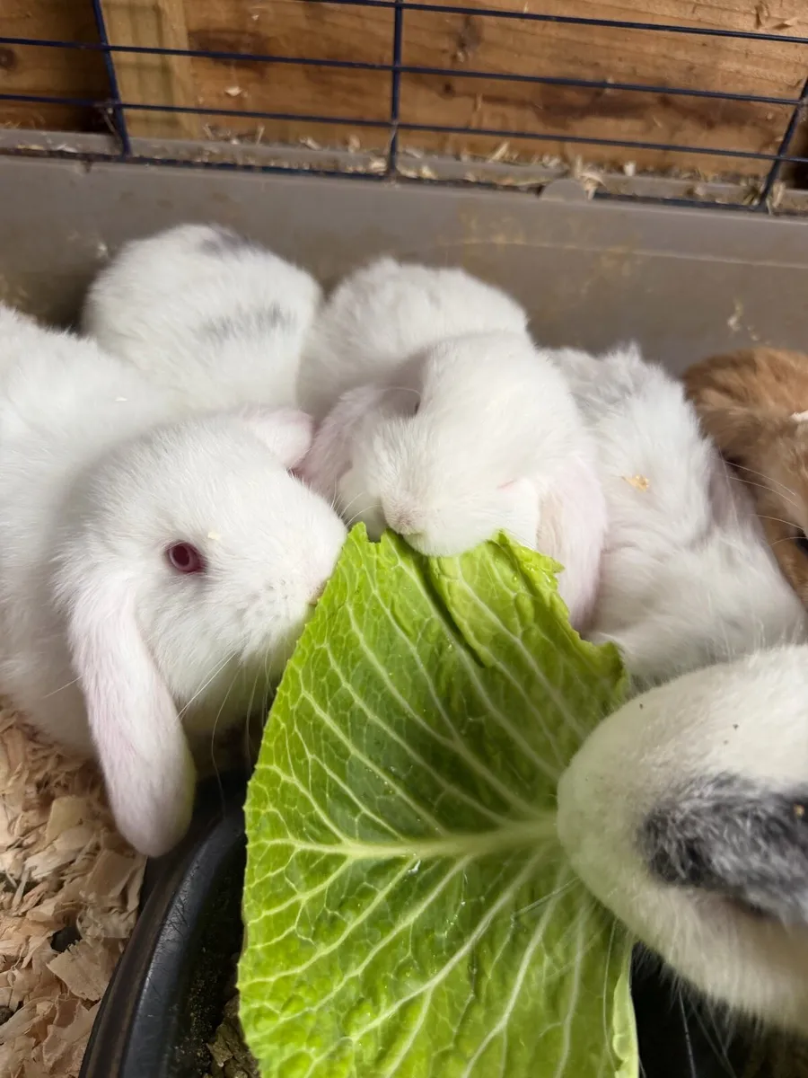 Baby Lop Eared Rabbits - Image 1