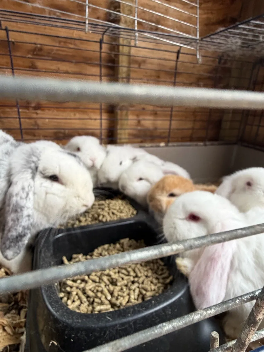Baby Lop Eared Rabbits - Image 3