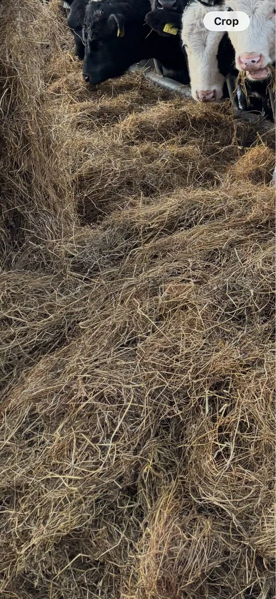 Silage - Image 2