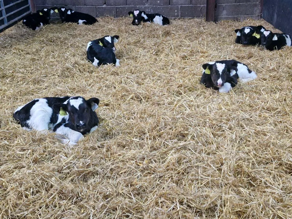 Fr bulls calves - Image 2