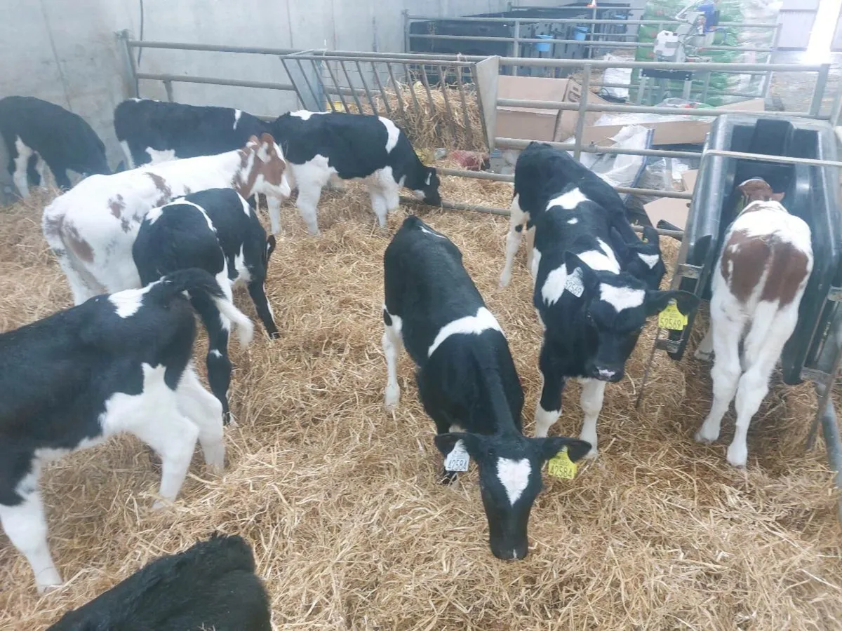 Friesan heifers calves - Image 1