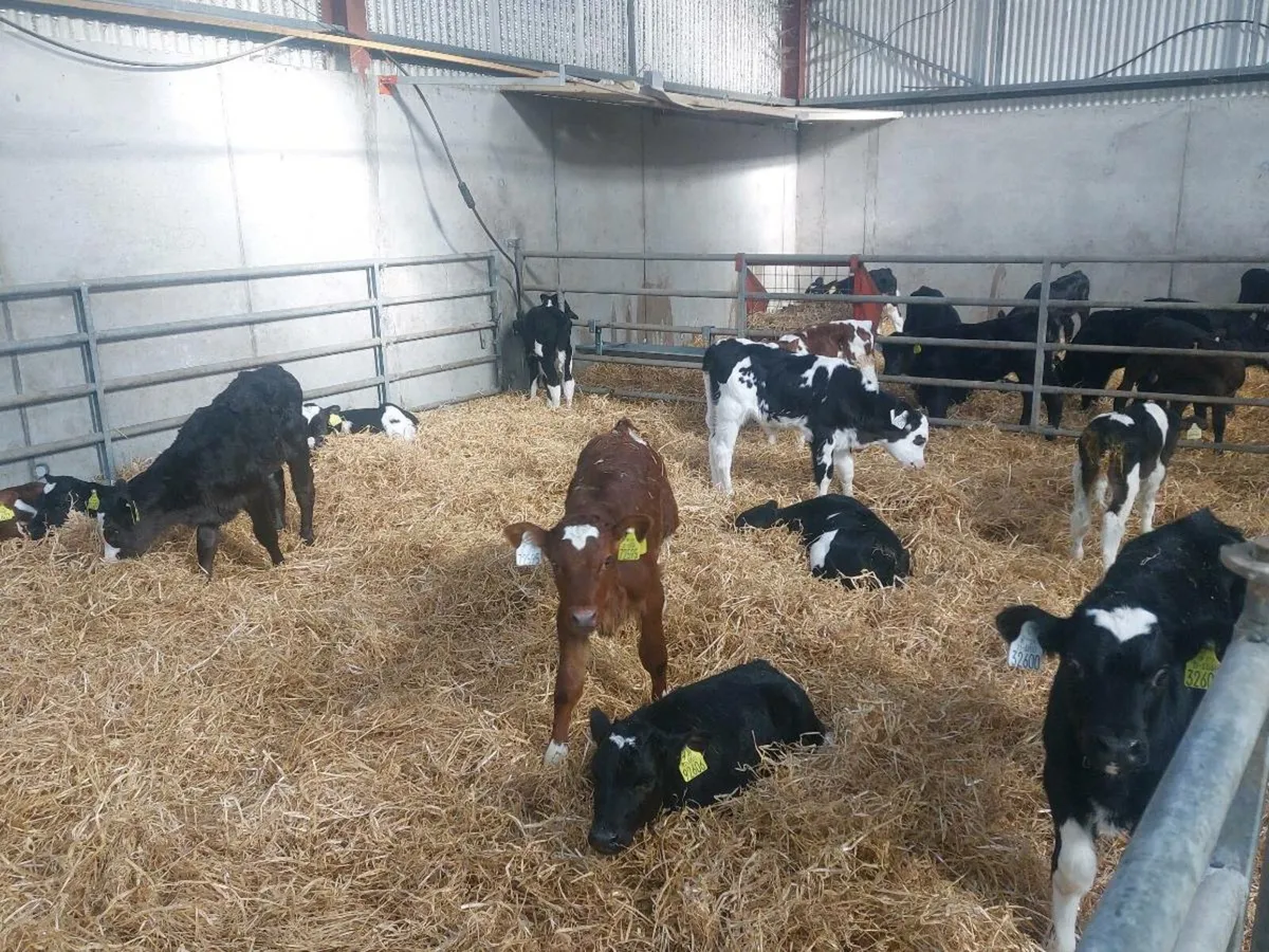 Friesan heifers calves - Image 3