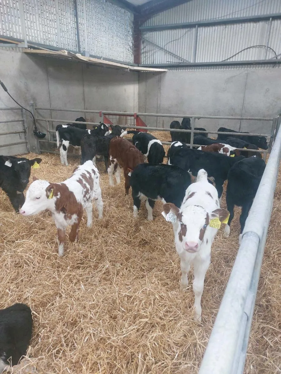 Friesan heifers calves - Image 4