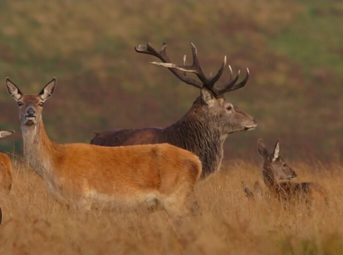 DEER CULLING SERVICES – IRELAND - Image 1