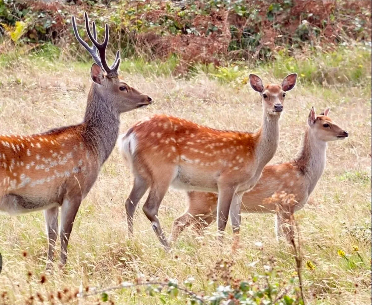 DEER CULLING SERVICES – IRELAND - Image 2