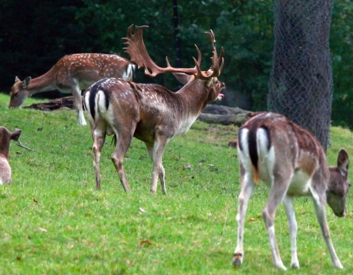 DEER CULLING SERVICES – IRELAND - Image 3