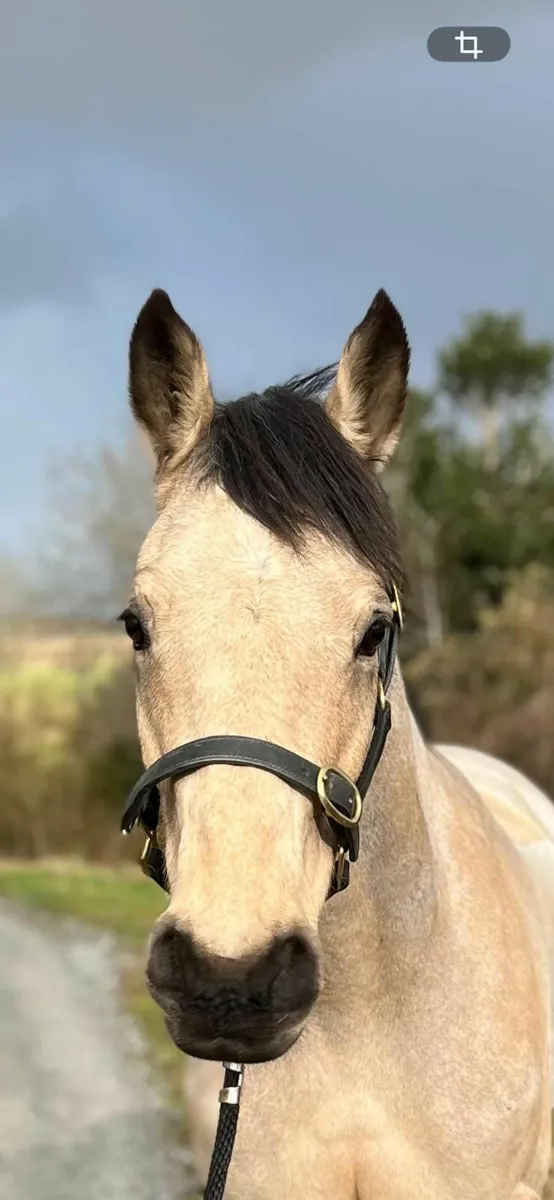 Clifden Sat 21st Feb Dun mare - Image 1