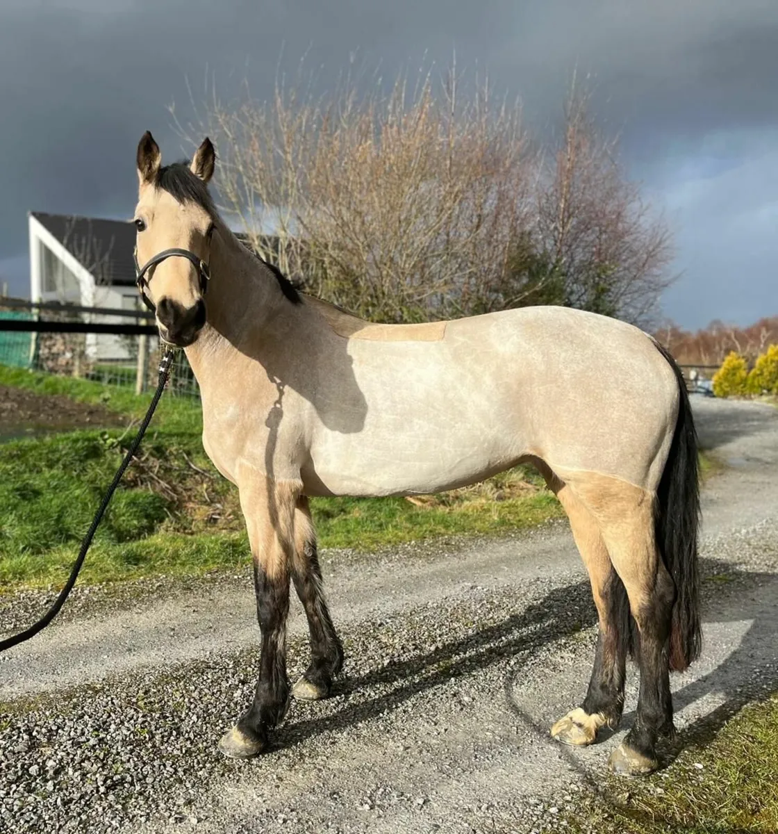 Clifden Sat 21st Feb Dun mare - Image 2