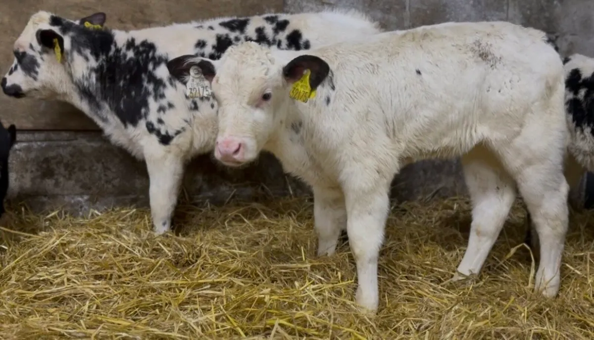 6 smashing AI bred BB heifer calves - Image 2