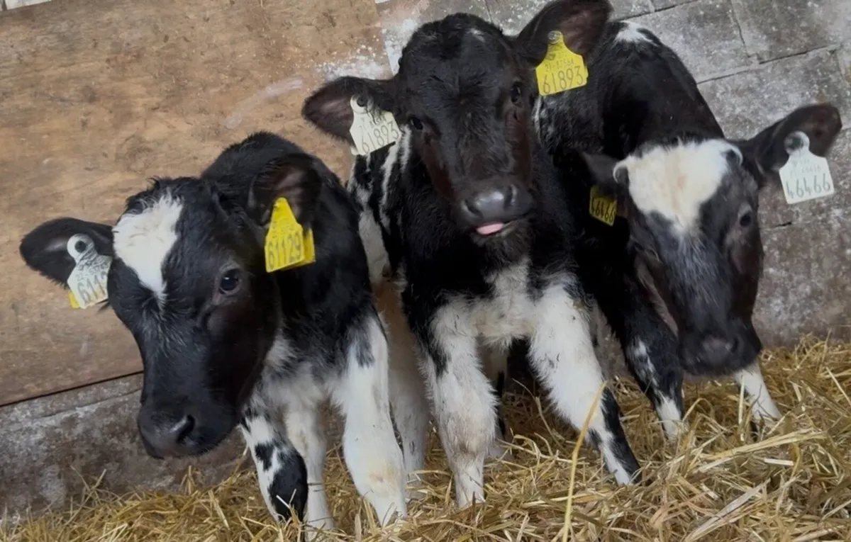 6 smashing AI bred BB heifer calves - Image 4