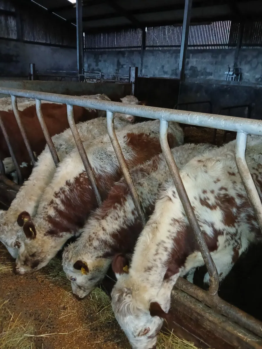 Irish Moiles - Image 2