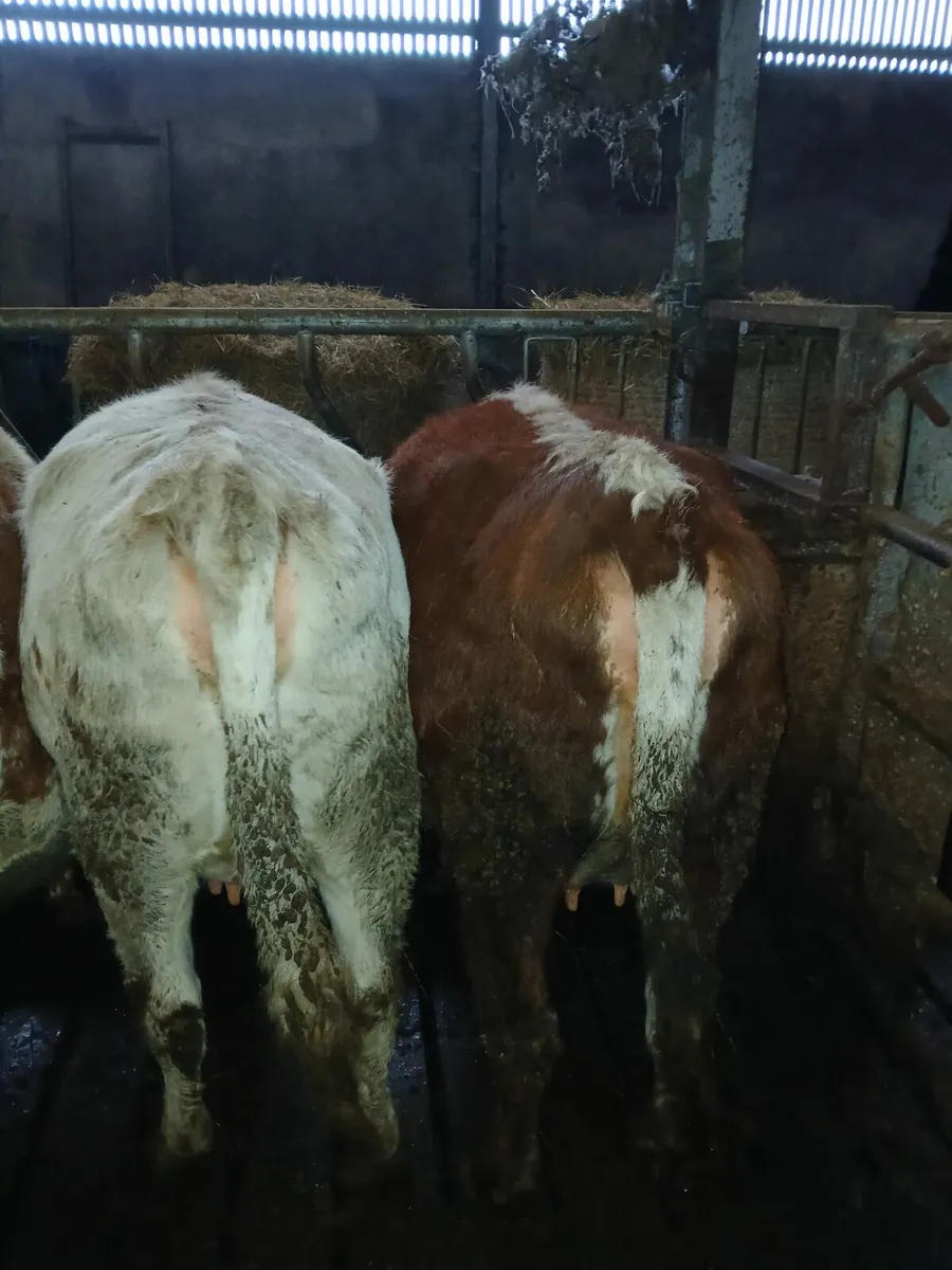 Irish Moiles - Image 3