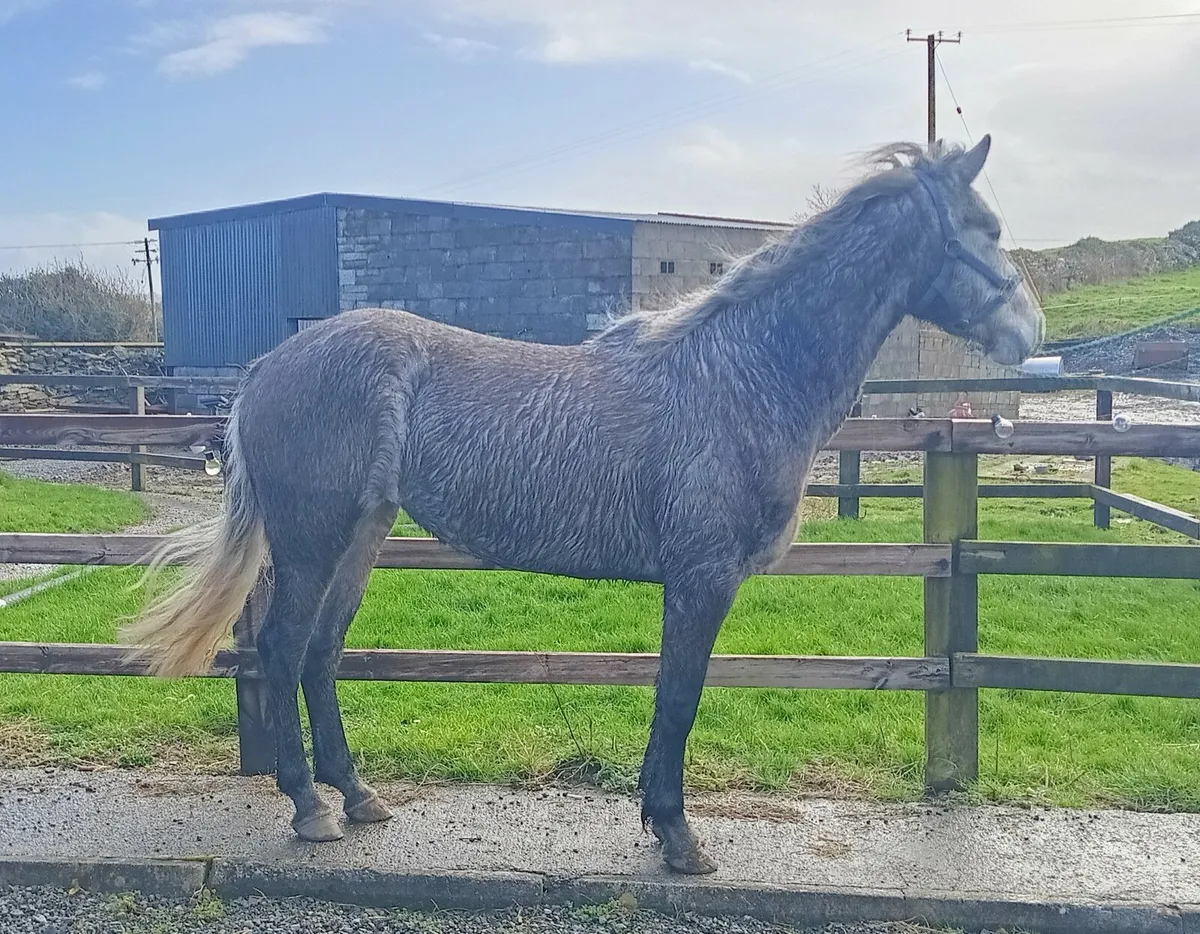 Class 1 Connemara filly - Image 1