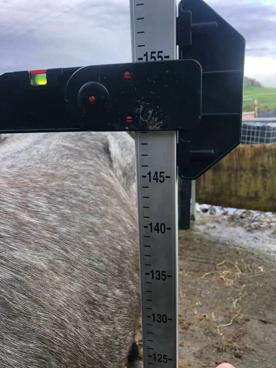 Class 1 Connemara filly - Image 3