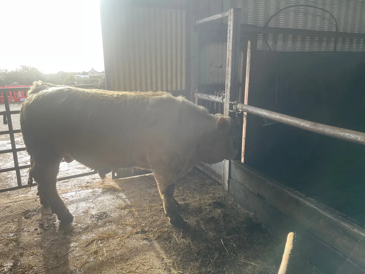 Pedigree Charolais Bull - Image 2