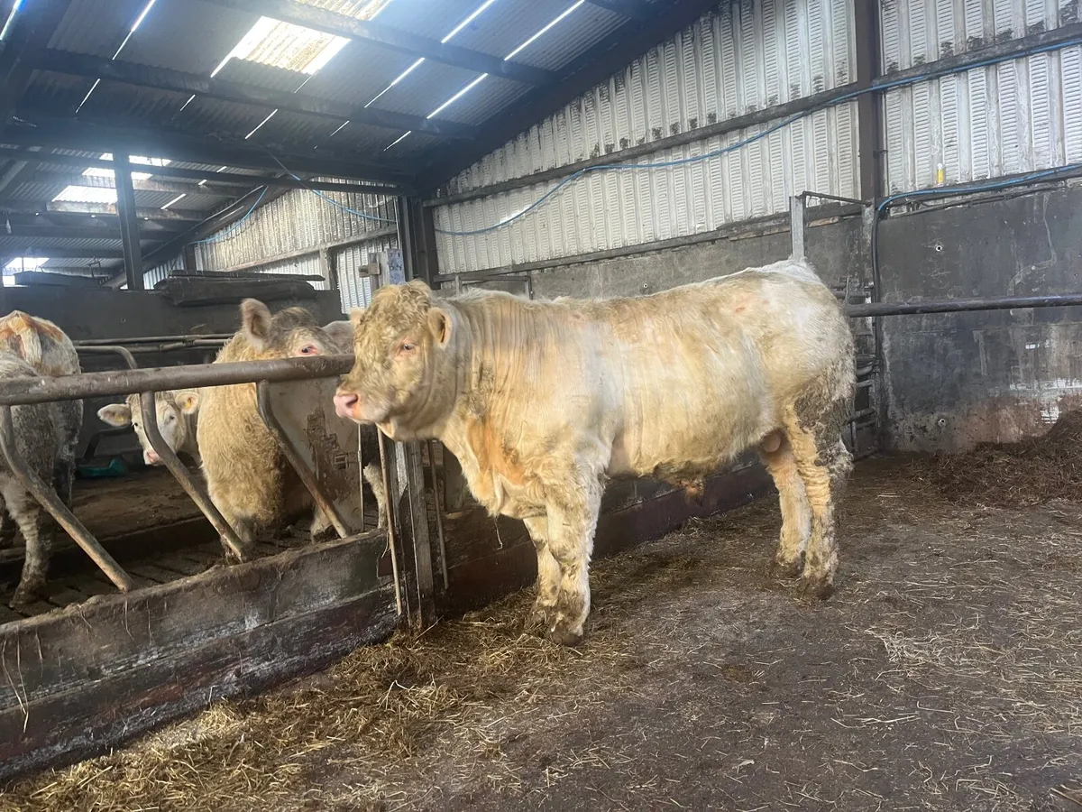 Pedigree Charolais Bull - Image 4