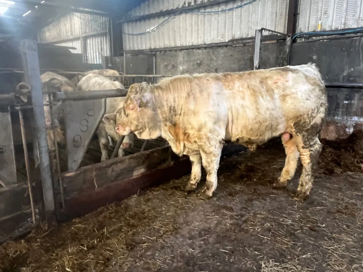 Pedigree Charolais Bull - Image 3