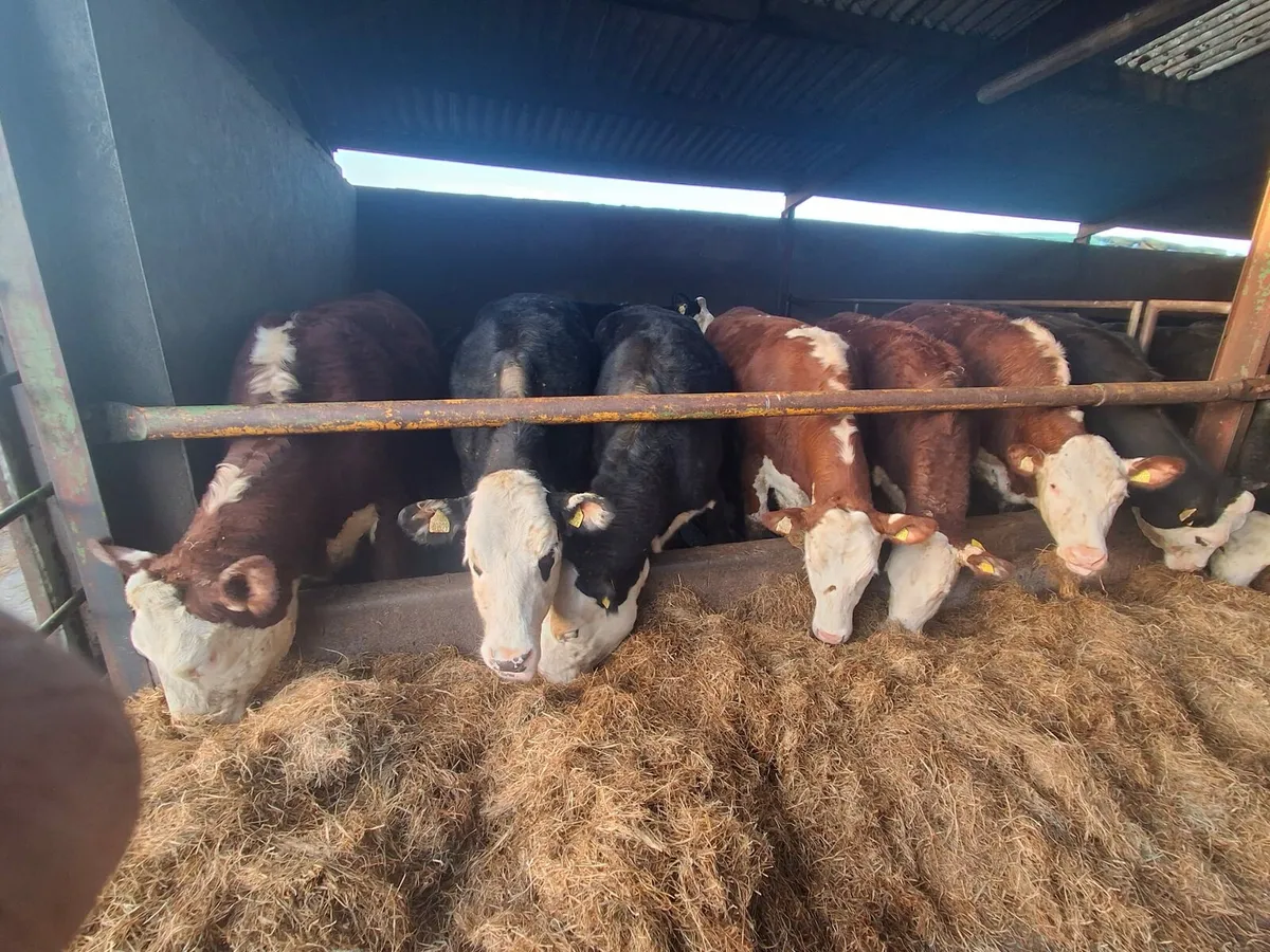 Hereford heifers - Image 2