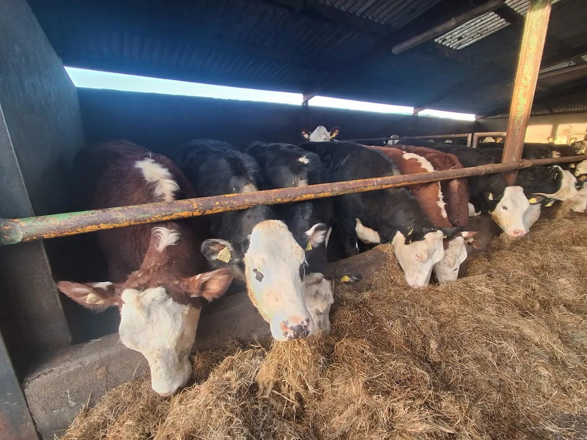 Hereford heifers - Image 3
