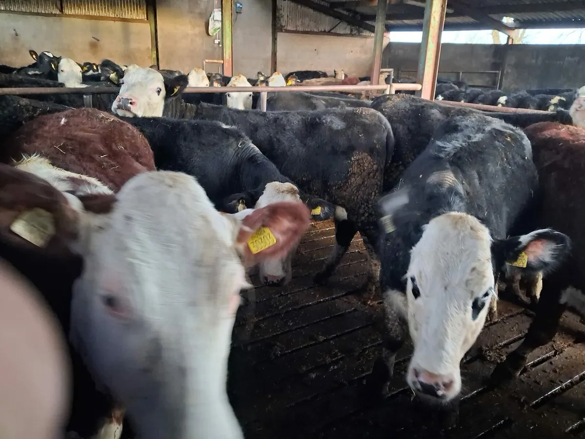 Hereford heifers - Image 4