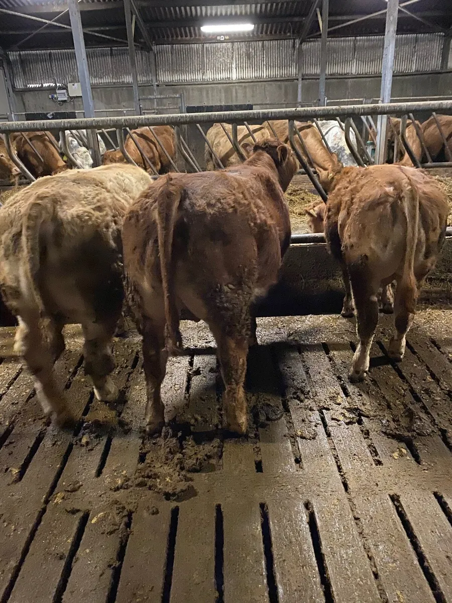 4 bulls Ennis mart Tuesday 17th - Image 4