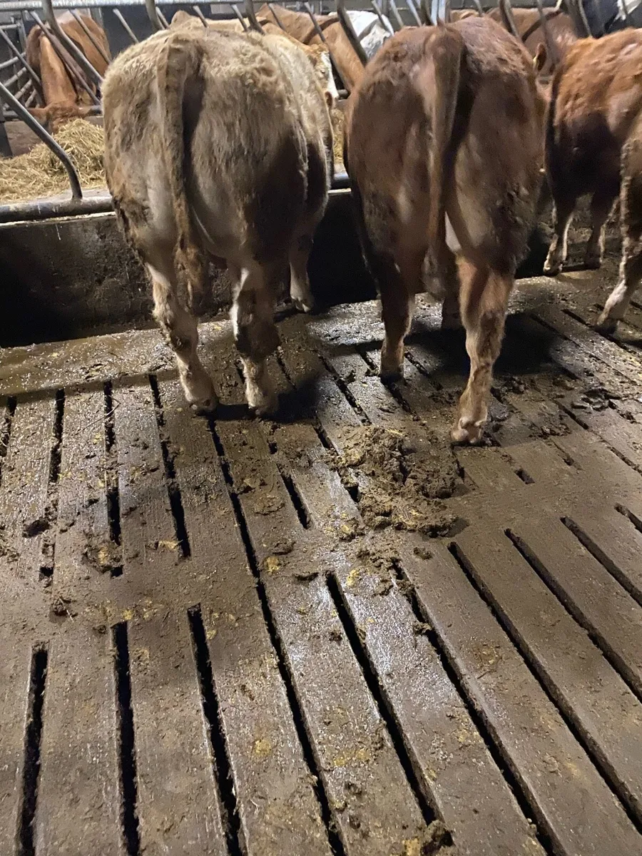 4 bulls Ennis mart Tuesday 17th - Image 3