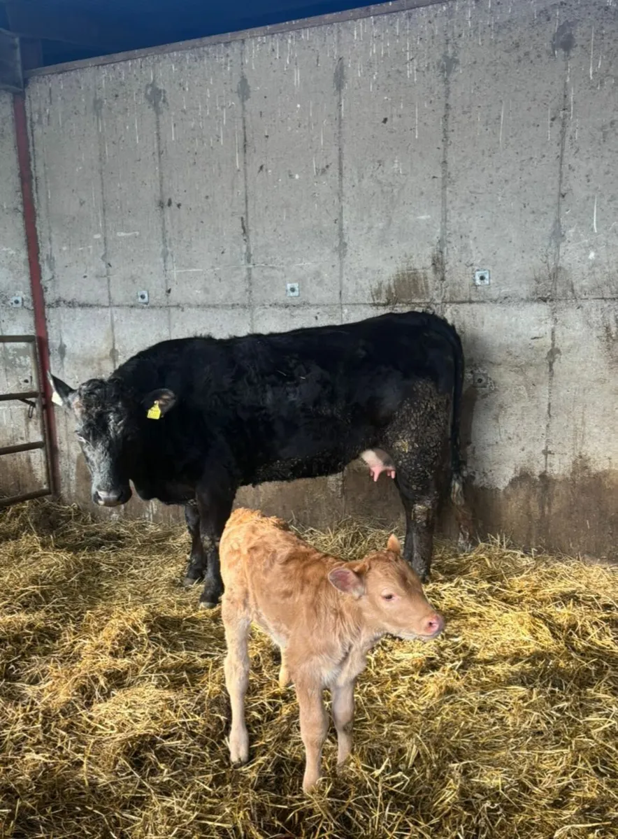 Suckler Heifers with calves at foot - Image 3