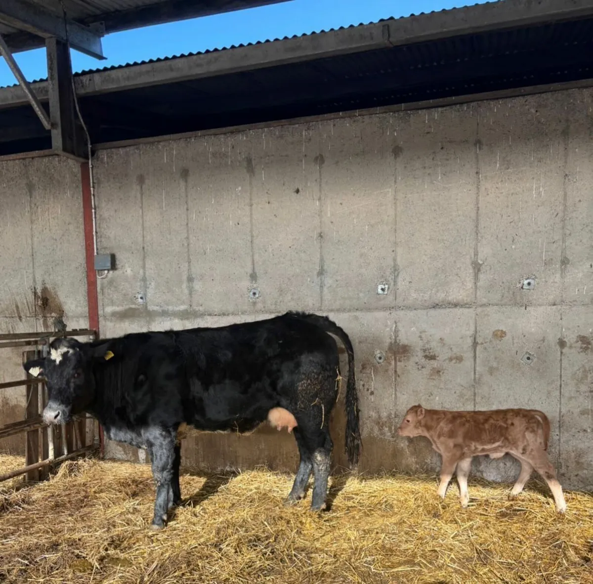 Suckler Heifers with calves at foot - Image 1