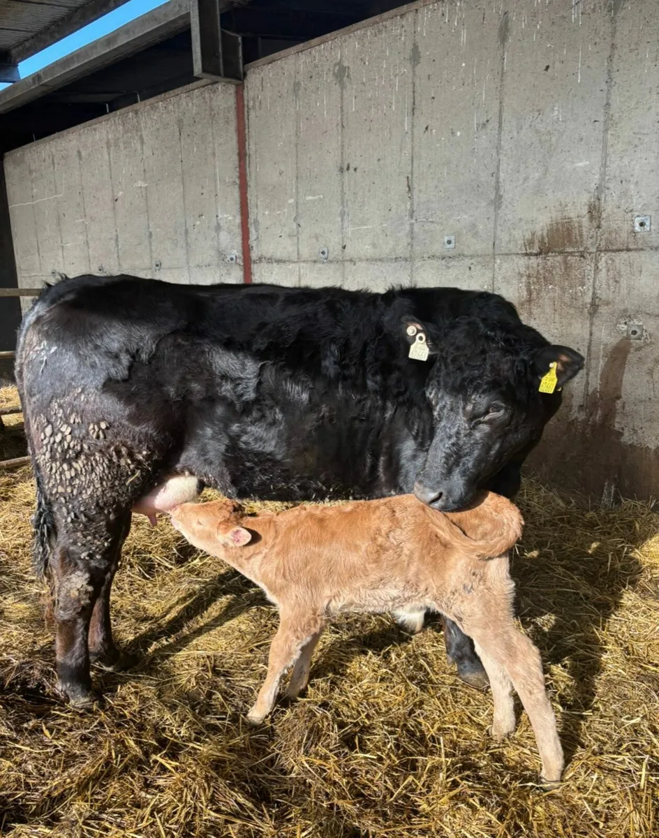 Suckler Heifers with calves at foot - Image 4