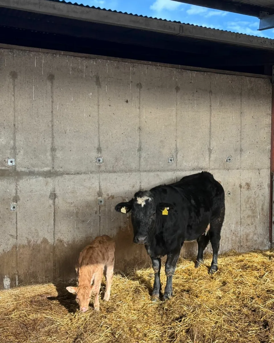Suckler Heifers with calves at foot - Image 2