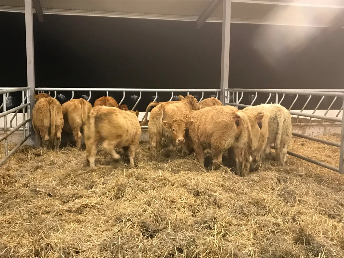 Cracking Charolais Heifers - Image 4