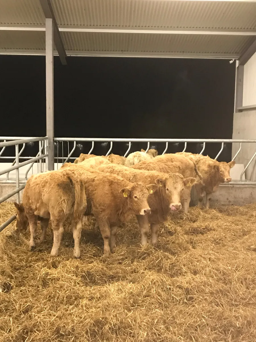 Charolais Heifers - Image 3