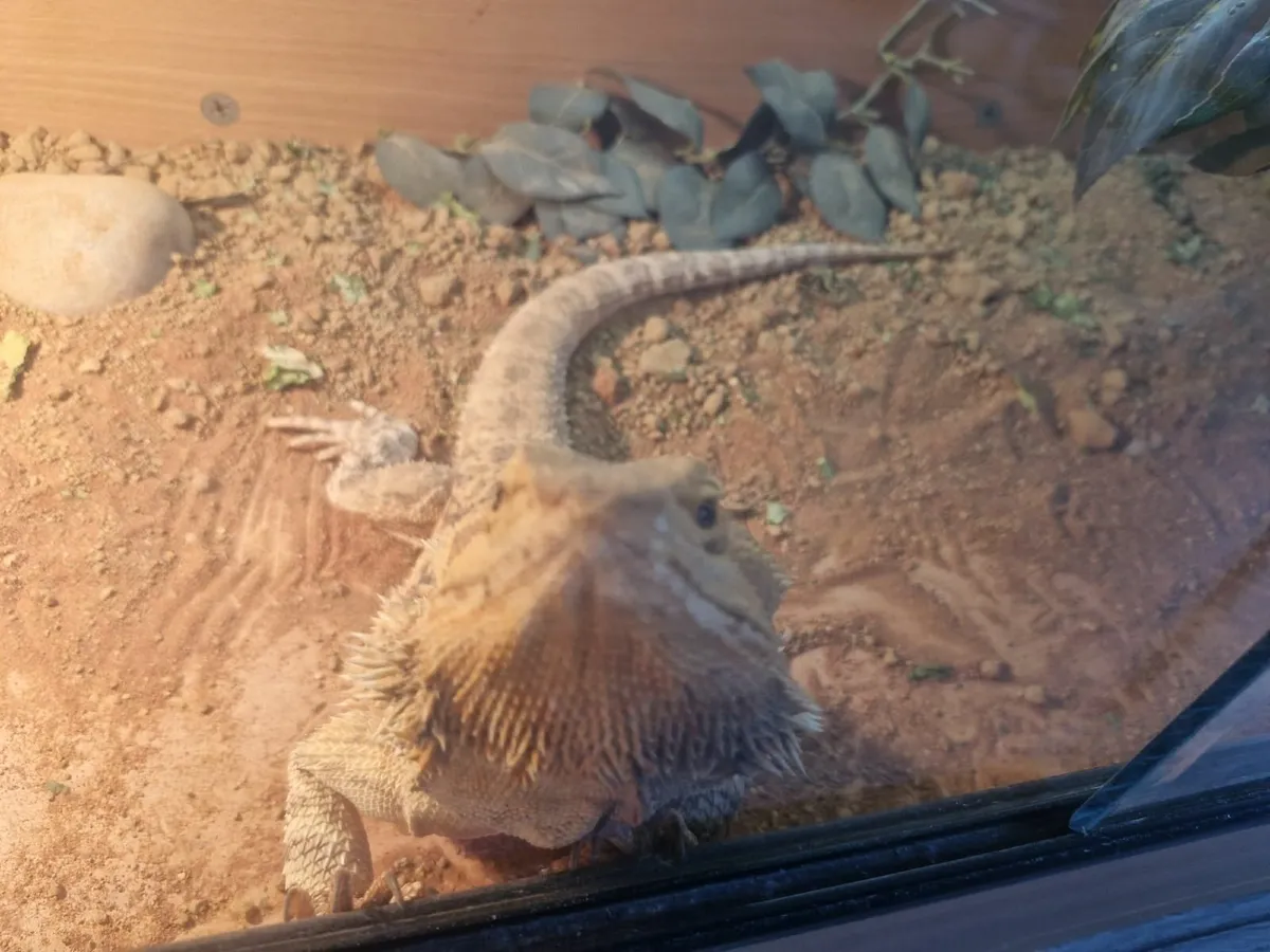 bearded dragon - Image 3