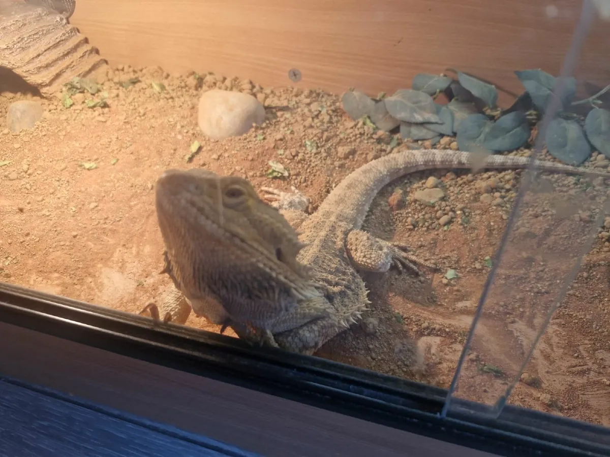 bearded dragon - Image 1