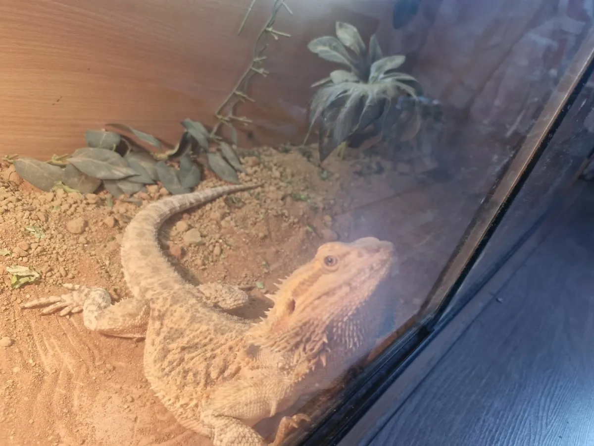 bearded dragon - Image 2