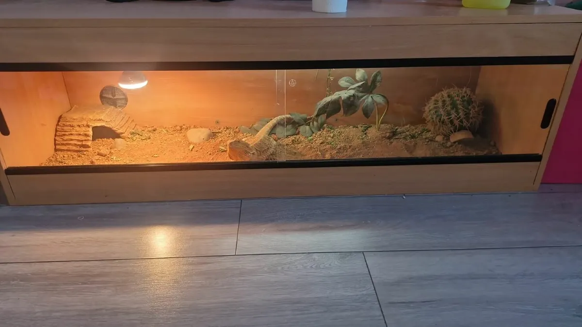 bearded dragon - Image 4