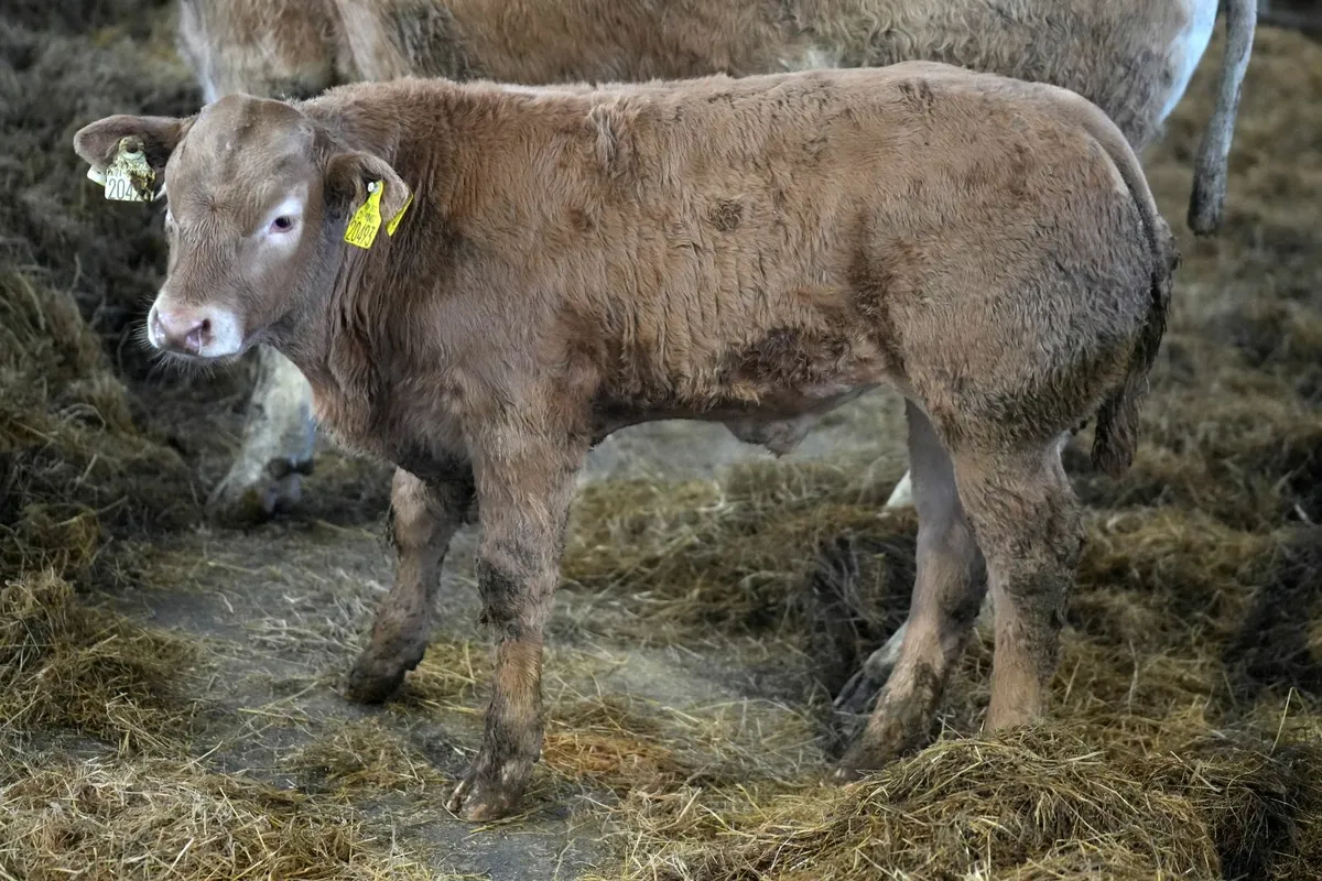 🌟 5 Exceptional Heifers & Calves 🌟 - Image 4