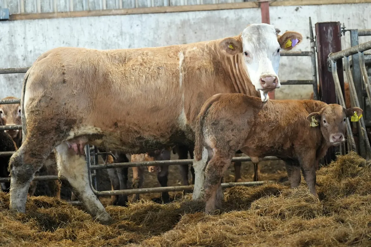 🌟 5 Exceptional Heifers & Calves 🌟 - Image 3