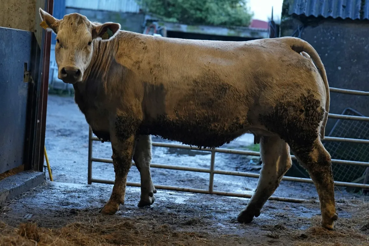 🌟 5 Exceptional Heifers & Calves 🌟 - Image 2