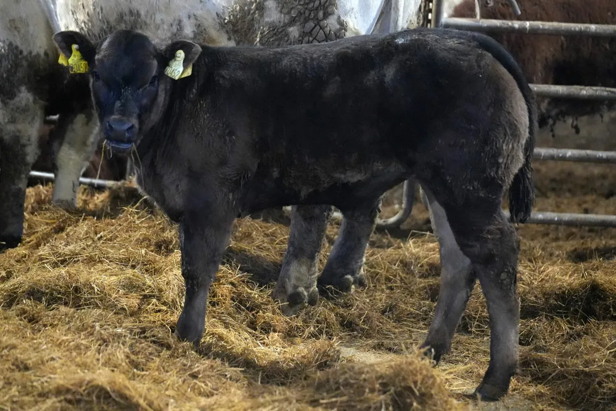 🌟 5 Exceptional Heifers & Calves 🌟 - Image 1
