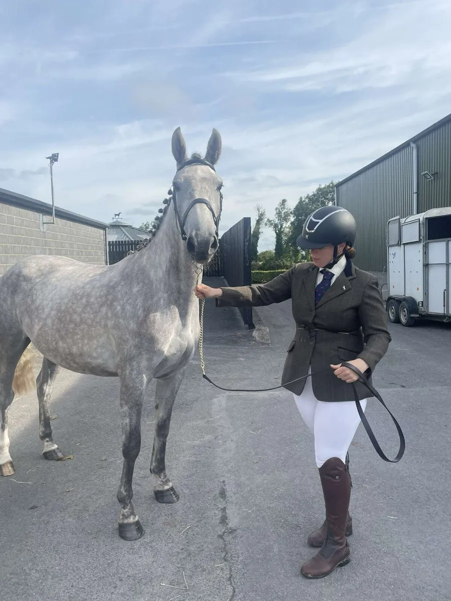 5yo TIH Mare - Image 4