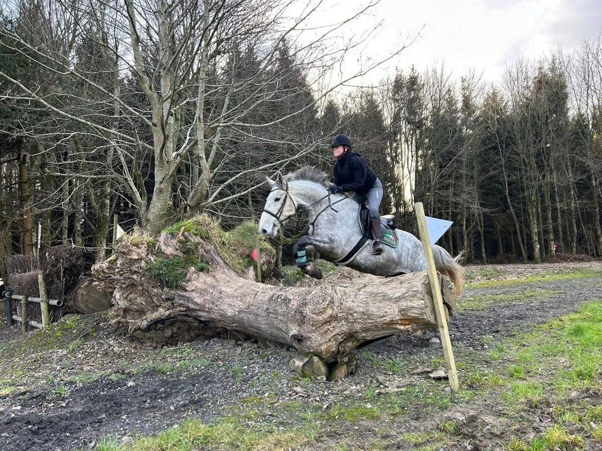 5yo TIH Mare - Image 2